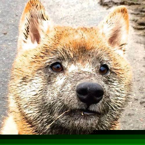 青少年篮球行业标准化建设迈出新步伐,行业治理不断优化,全国青少年篮球特色学校标准