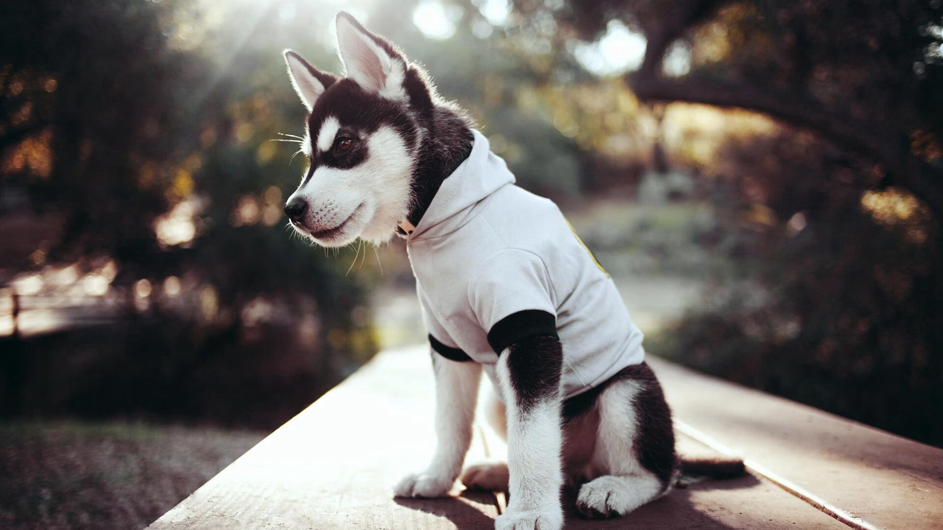 创纪录拳击女将三战三胜创佳绩，女拳击高手