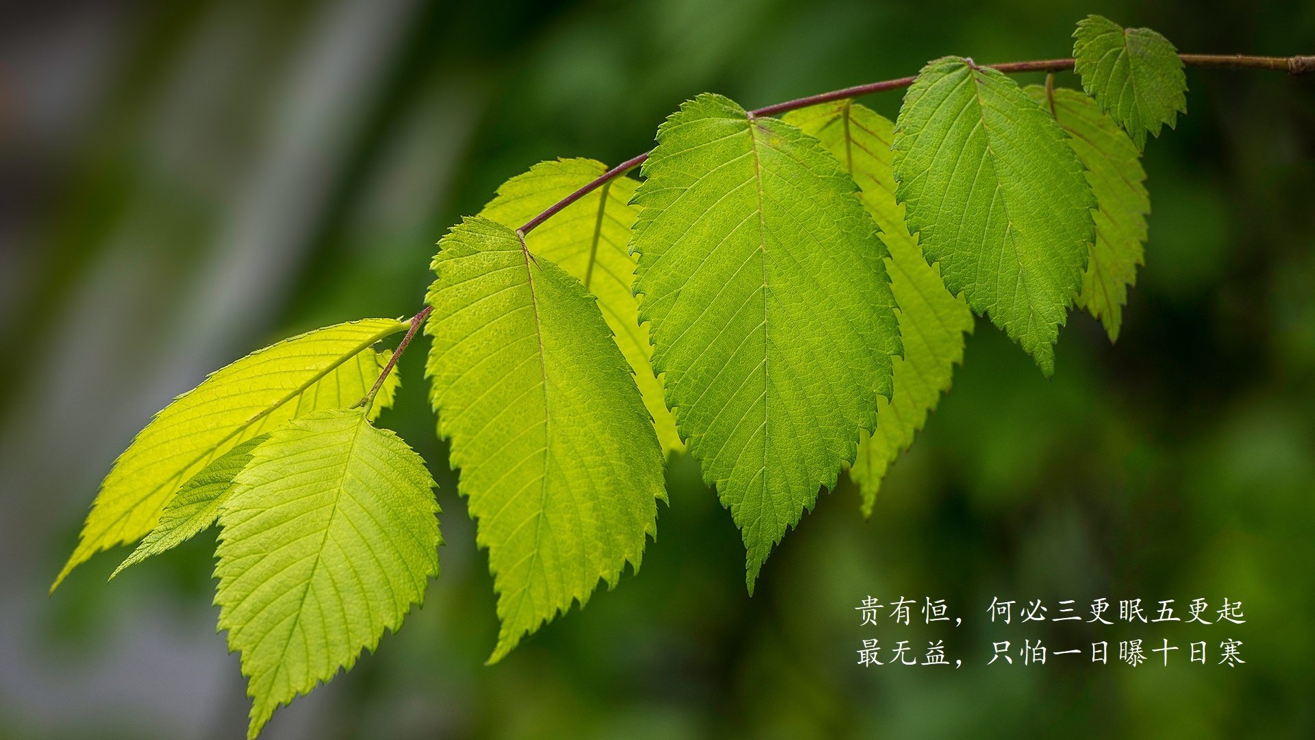 莱斯特城客场逆转，比赛精彩异常，莱斯特城主场在哪个城市