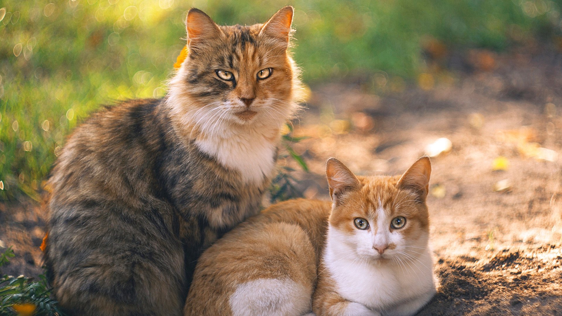 开云·体育官网APP下载-查默斯稳扎稳打掌控比赛节奏，查尔默斯