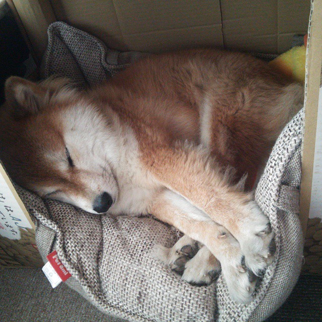 美洲杯追梦现场:明星光环闪耀全场!,美洲杯冠军猜测